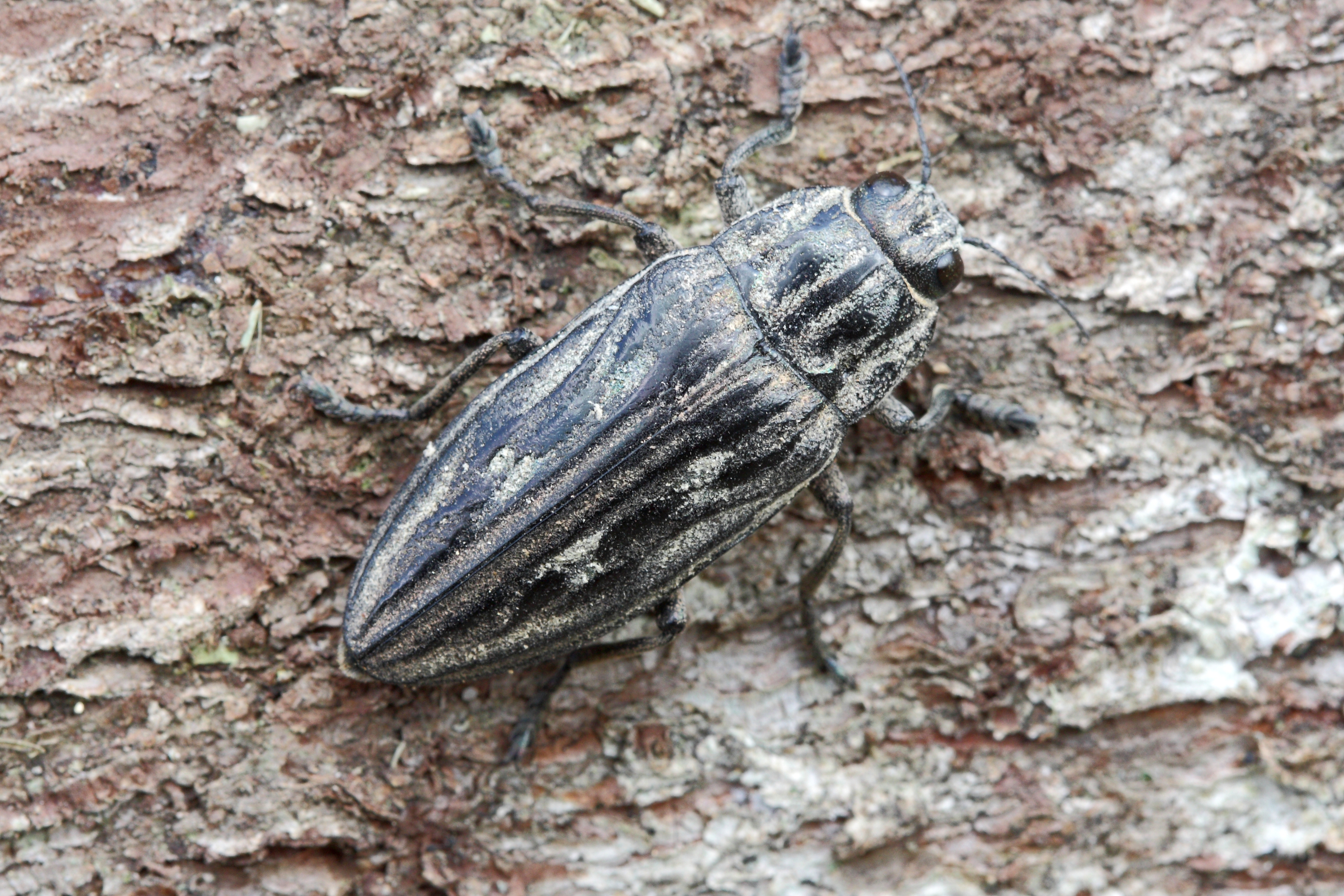 Златка Сосновая большая (Buprestis Mariana)