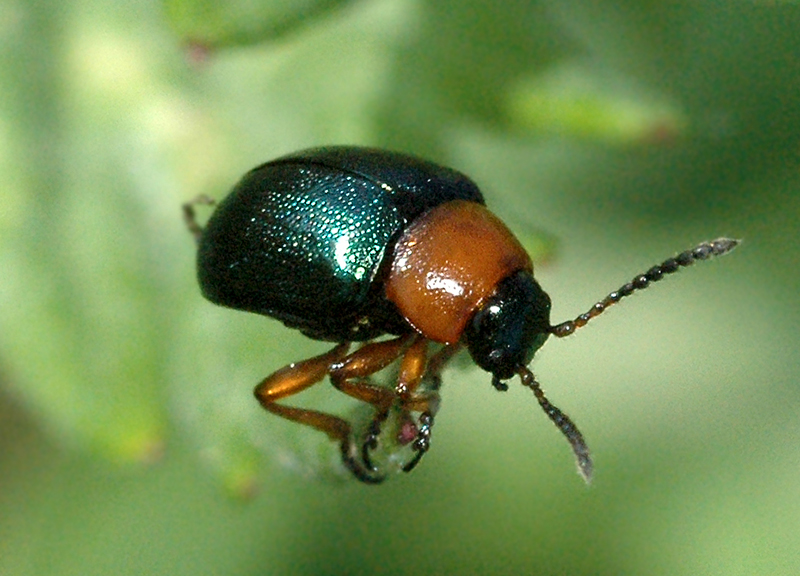 Листоеды семейство - Chrysomelidae