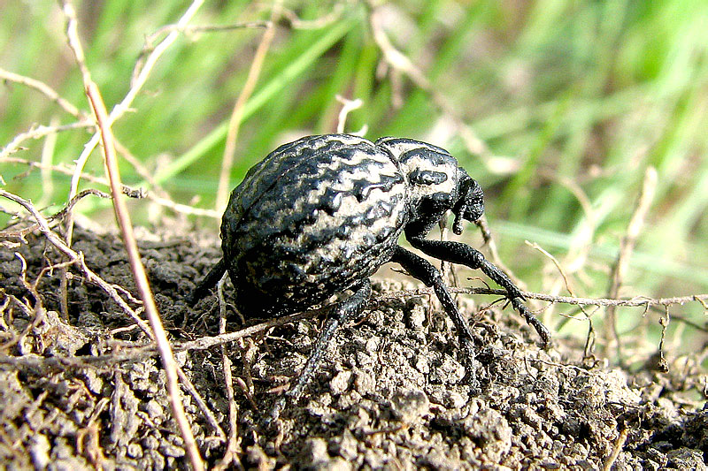 Брахицерус волнистый (brachycerus sinuatus)