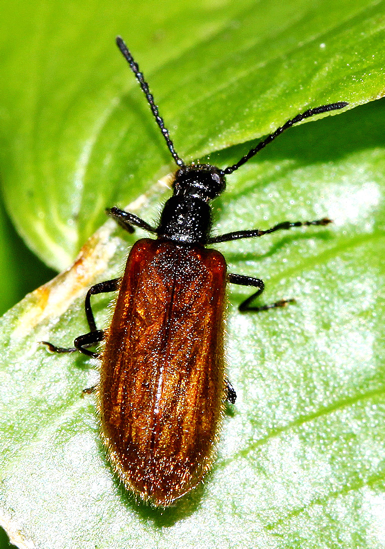 Мохнатка. Жук Lagriidae. Lagria rufipennis. Lagria laticollis. Бронзовая мохнатка Жук.