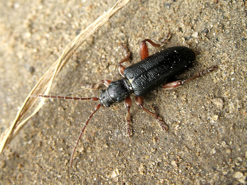 Жуки саратовская область. Plateumaris bracata. Жуки Саратовской области насекомые. Черный Жук Волгоградская область. Черный Жук с рыжими лапами.