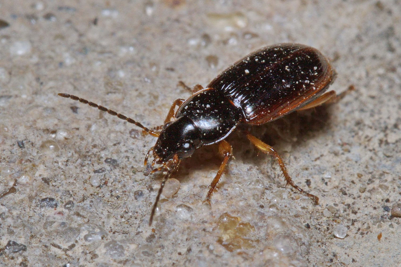 Stenolophus mixtus