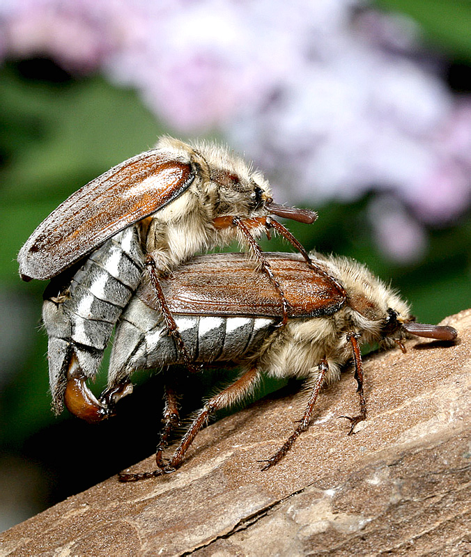 Майский жук самка и самец фото