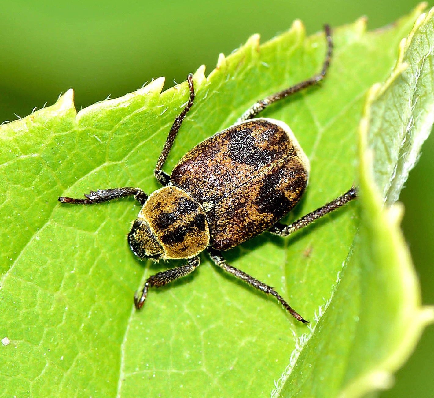 Жук находится. Ectinohoplia rufipes. Жуки в природе. Жуки на Гавайях. Энтомофауна Крыма.