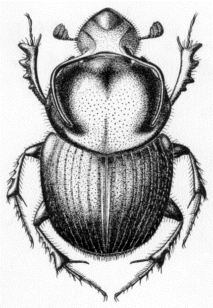 Майский жук рисунок. Майский хрущ. Пластинчатоусые Scarabaeidae. Onthophagus Taurus. Симметричный Жук.