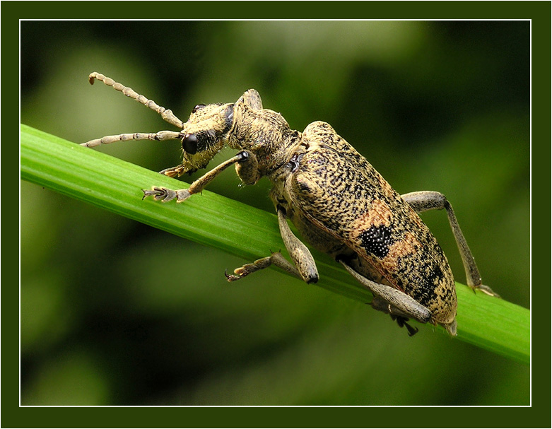 Stephanocleonus tetragrammus