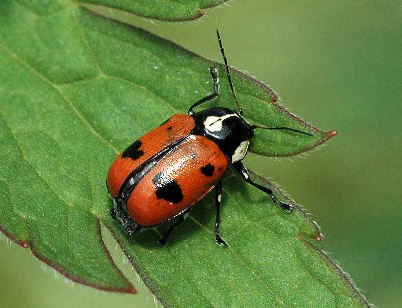 Скрытоглав Cryptocephalus octopunctatus (Scopoli, 1763) (Chrysomelidae ...