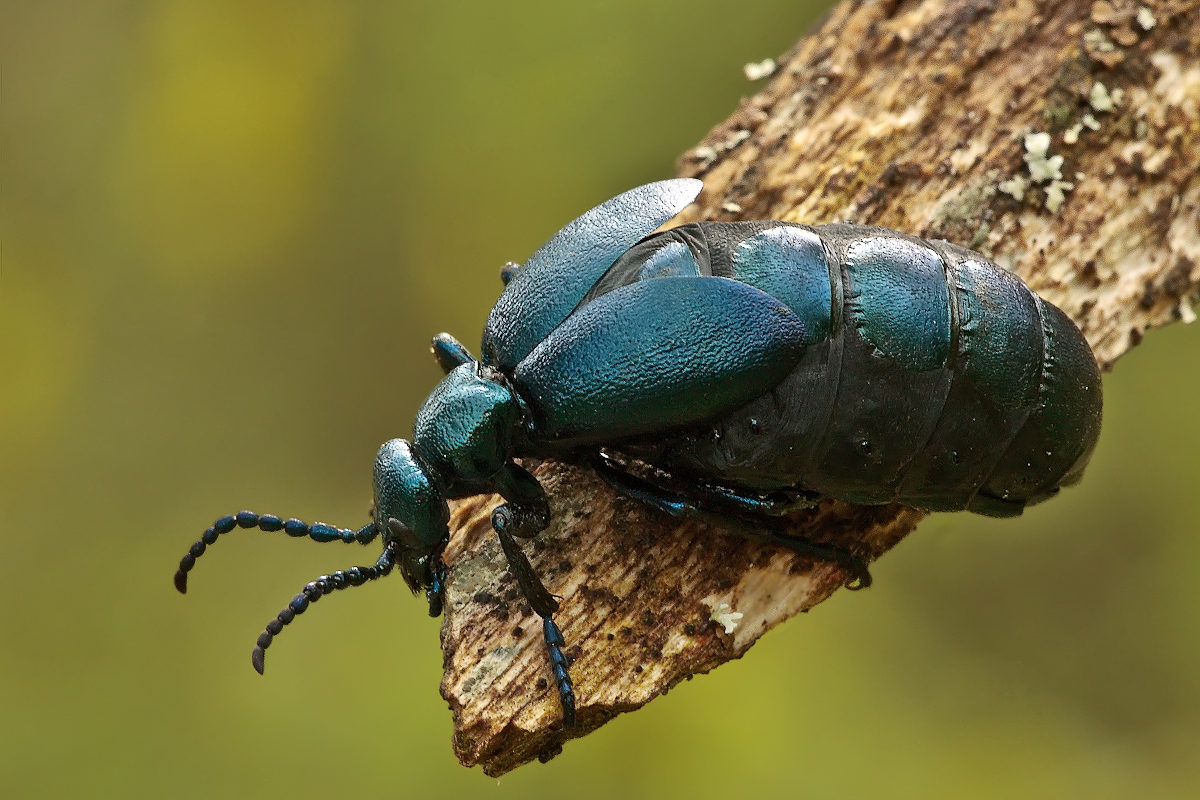 Жуки википедия. Жук Meloe. Синий Жук  Meloe violaceus. Meloe proscarabaeus Жук. Жук нарывник фиолетовый.