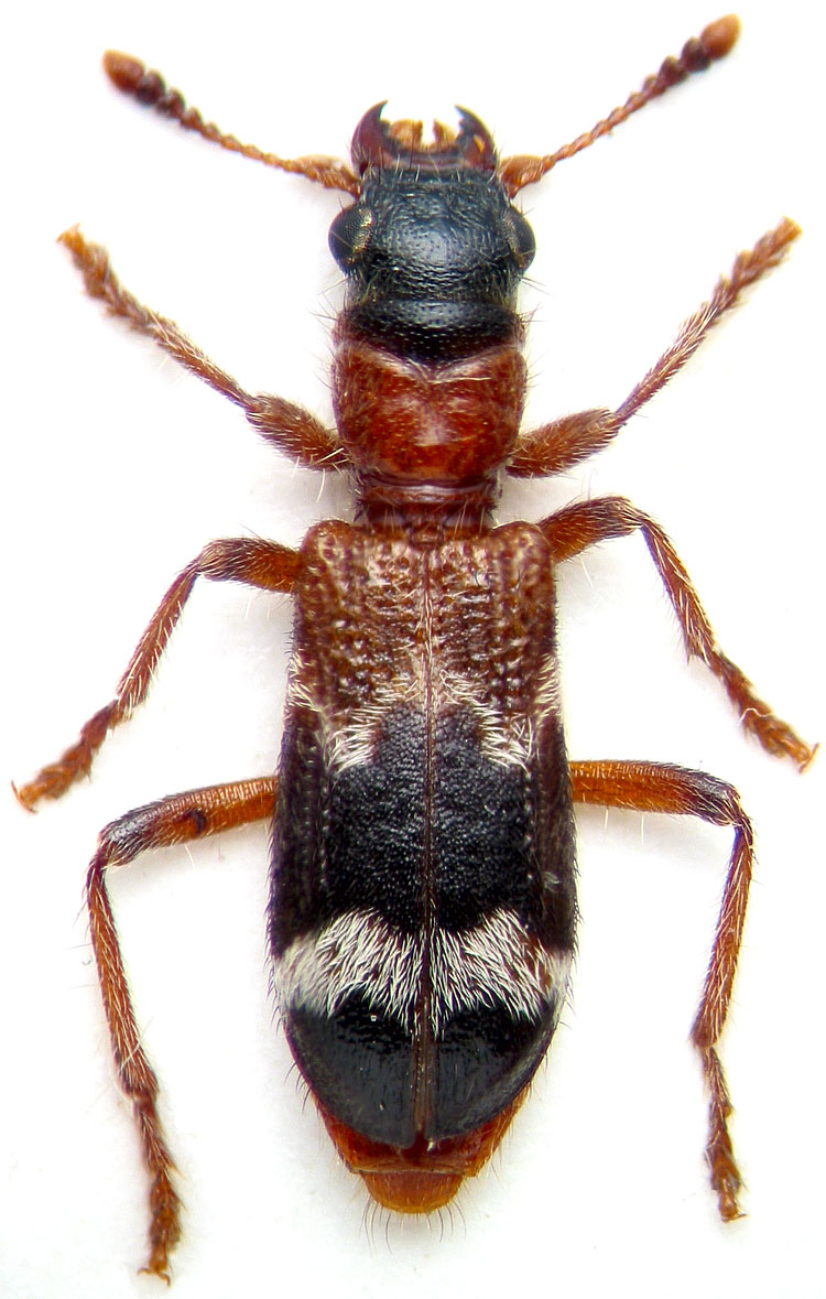 Сем. Пестряки (Cleridae