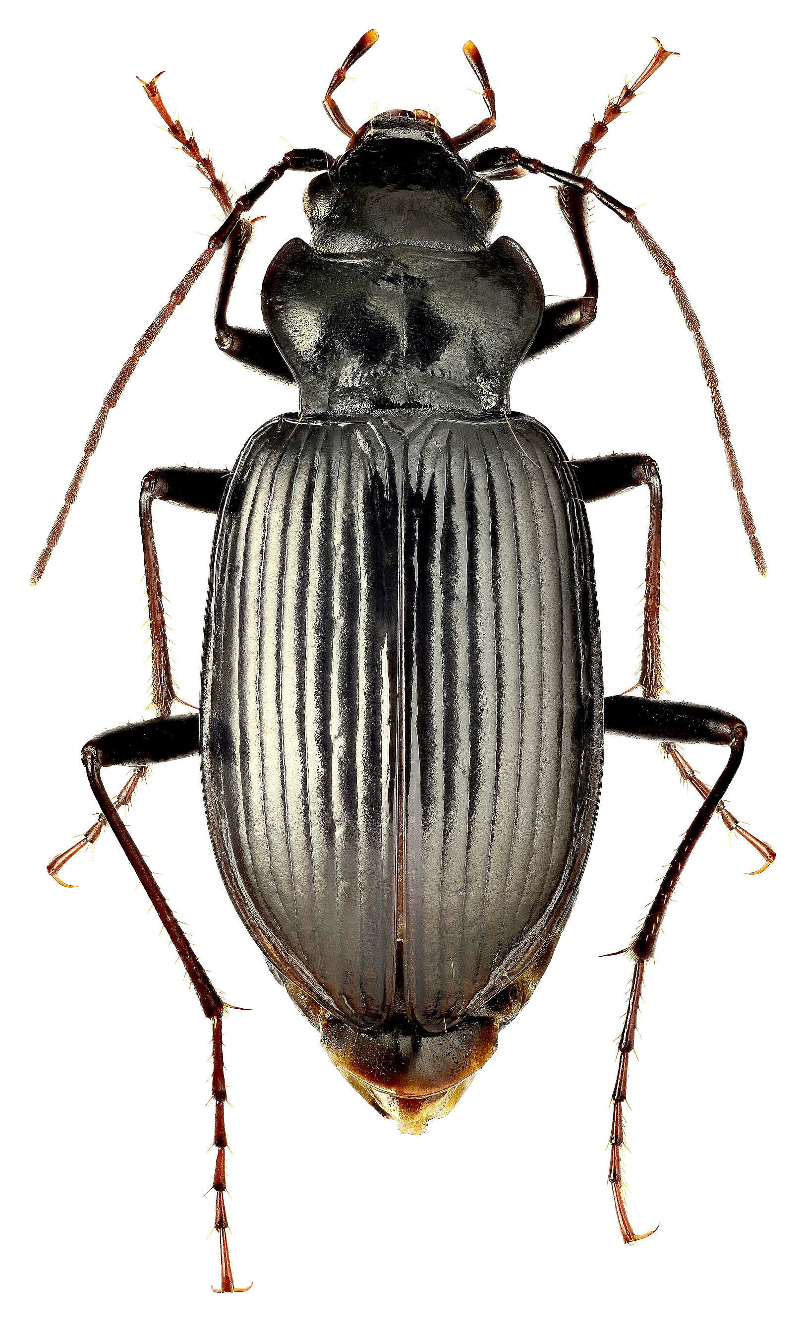 Nebria (Boreonebria) rufescens