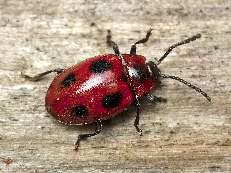 Красные насекомые. Жук плеснеед. Endomychus coccineus. Плеснеед багряный. Endomychus coccineus (Endomychidae).