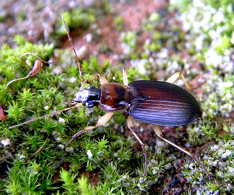 Божья коровка и жужелица пшеница. Жужелица dolichus Halensis. Жужелица ГОЛОВАЧ. Жужелица Головастая Broscus cephalotes. Жужелица Шренка.