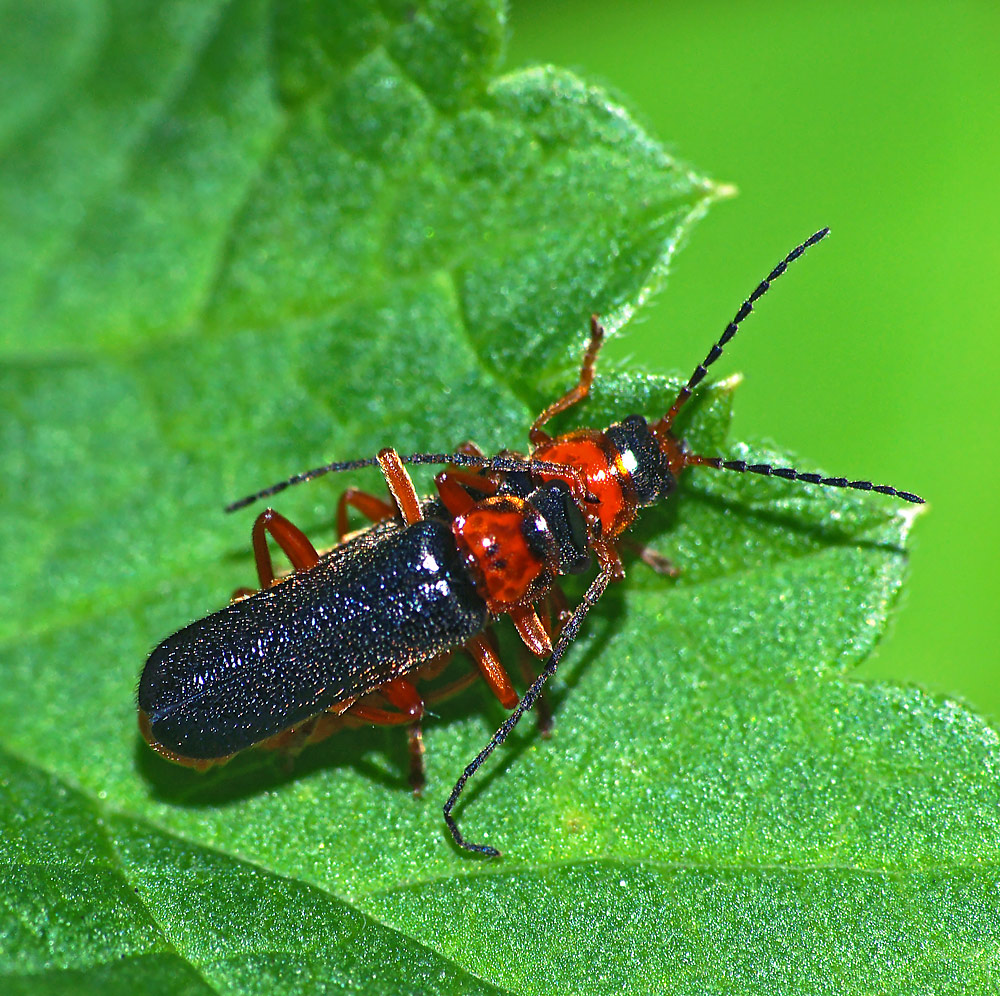 Жук пожарник. Жук мягкотелка. Cantharis pellucida Fabricius. Мягкотелка Cantharis. Жук пожарник мягкотелка.