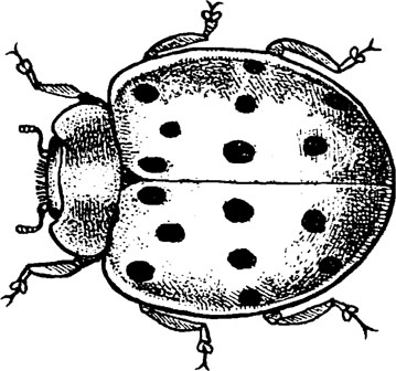 Capinera08.files/978-1-4020-6359-6_13_Part_Fig42-4587_HTML.jpg