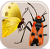 Insect Orders