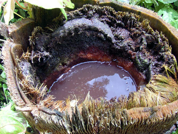 Cameroon picture 01