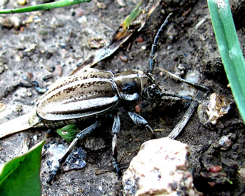 Dorcadion (s.str.) crassipes crassipes Ball., 1878