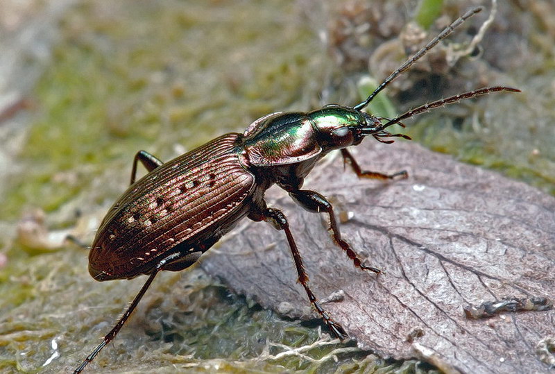 Agonum (Olisares) impressum (Panzer, 1796)