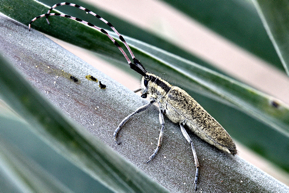 Agapanthia (Epoptes) shovkuni Shapovalov, 2009