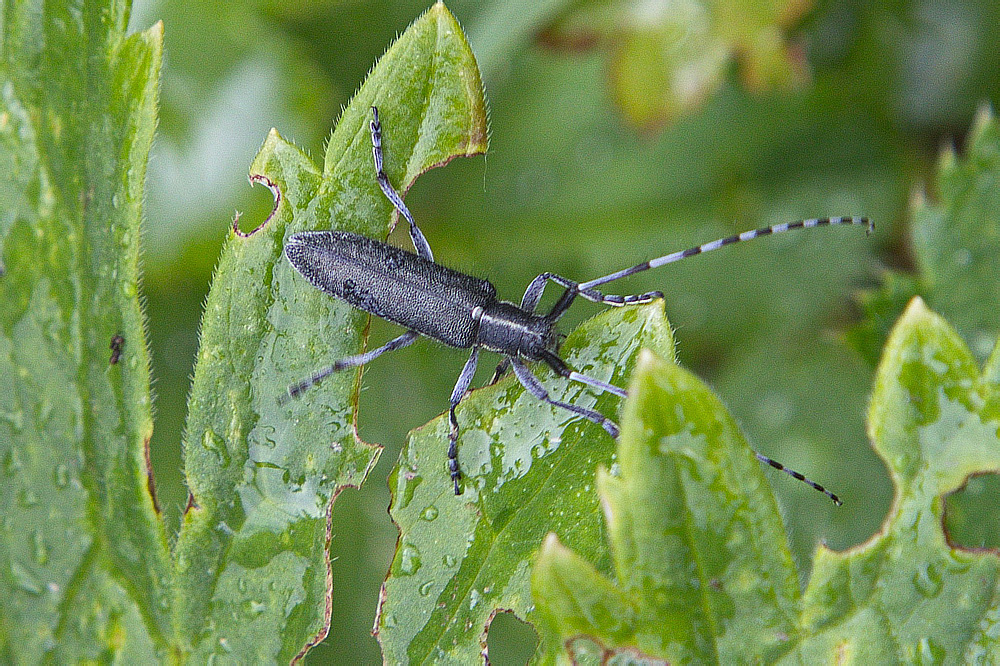 Agapanthia (Epoptes) turanica Plavilstshikov, 1929