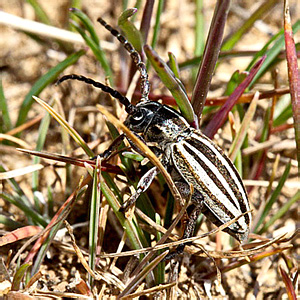 Dorcadion (Cribridorcadion) elegans Kraatz, 1873