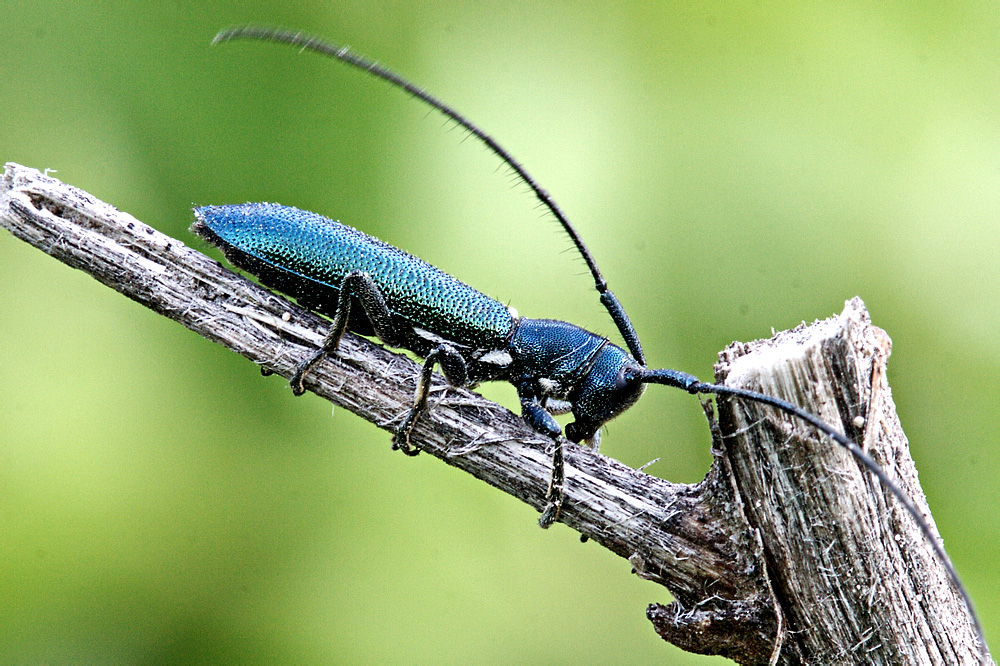 Agapanthia (Agapanthiola) leucaspis (Steven, 1817)