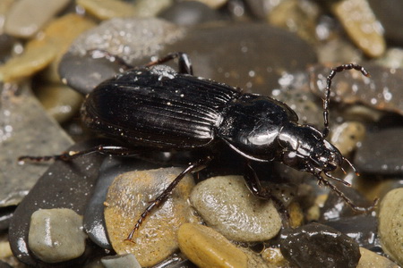 Pterostichus (Pseudomaseus) anthracinus (Illiger, 1798)