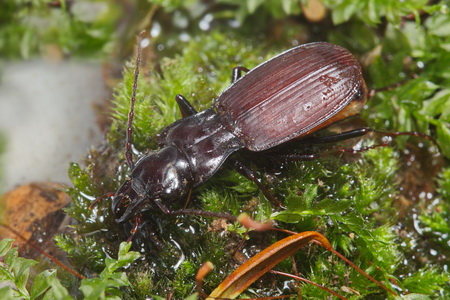 Pterostichus (Natalianoe) microps Heyden, 1887