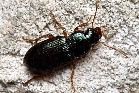 Ophonus (Hesperophonus) azureus (Fabricius, 1775)