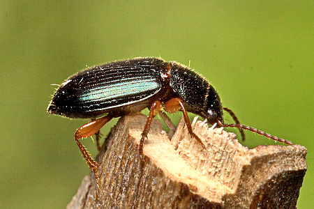 Ophonus (Hesperophonus) azureus (Fabricius, 1775)