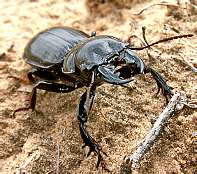 Scarites (Scallophorites) bucida Pallas, 1776