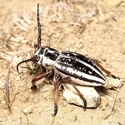 Dorcadion (s. str.) glicyrrhizae (Pallas, 1773)