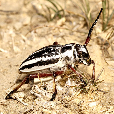 Dorcadion (s. str.) glicyrrhizae (Pallas, 1773)