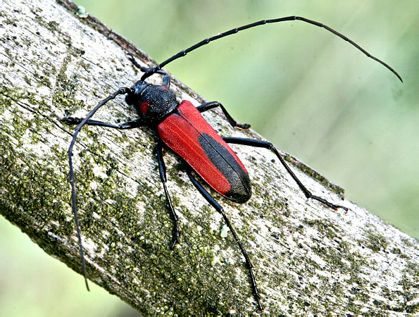 Purpuricenus budensis (Gotz, 1783)