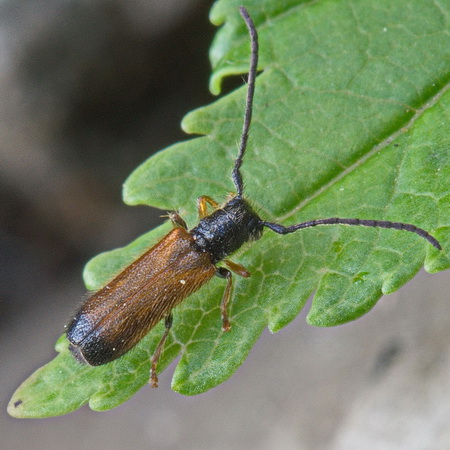 Tetrops praeustus (Linnaeus, 1758)