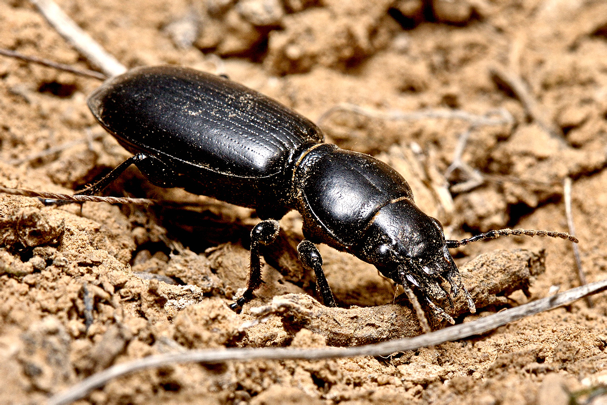 Broscus semistriatus (Dejean, 1828)