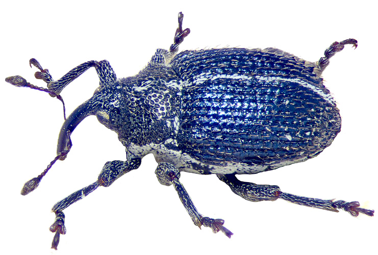 Ceutorhynchus marginellus Schultze, 1902