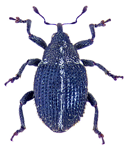 Ceutorhynchus marginellus Schultze, 1902