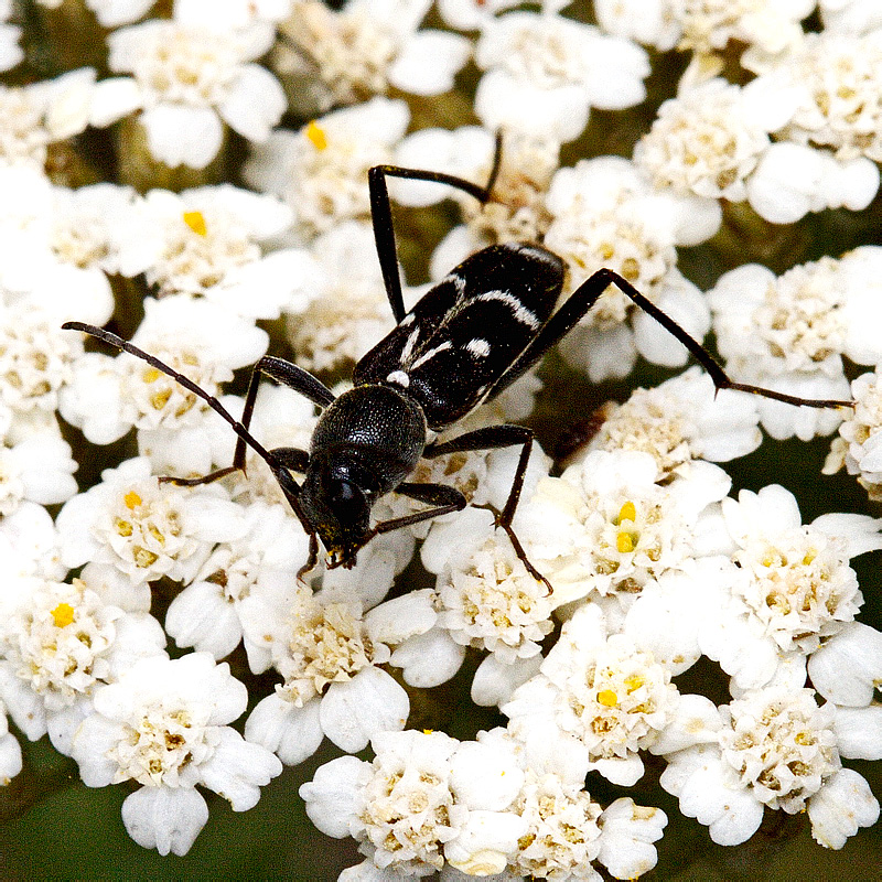 Chlorophorus (Perderomaculatus) sartor (Muller, 1766)