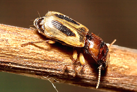Daptus vittatus Fischer von Waldheim, 1823