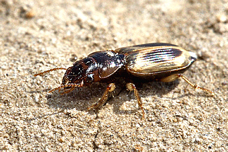 Daptus vittatus Fischer von Waldheim, 1823