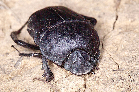 Gymnopleurus geoffroyi geoffroyi  (Fuessly, 1775)