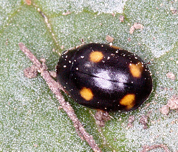 Hyperaspis erytrocephala (Fabricius, 1787)