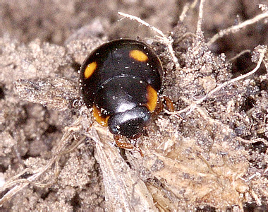 Hyperaspis erytrocephala (Fabricius, 1787)