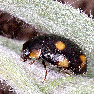 Hyperaspis erytrocephala (Fabricius, 1787)