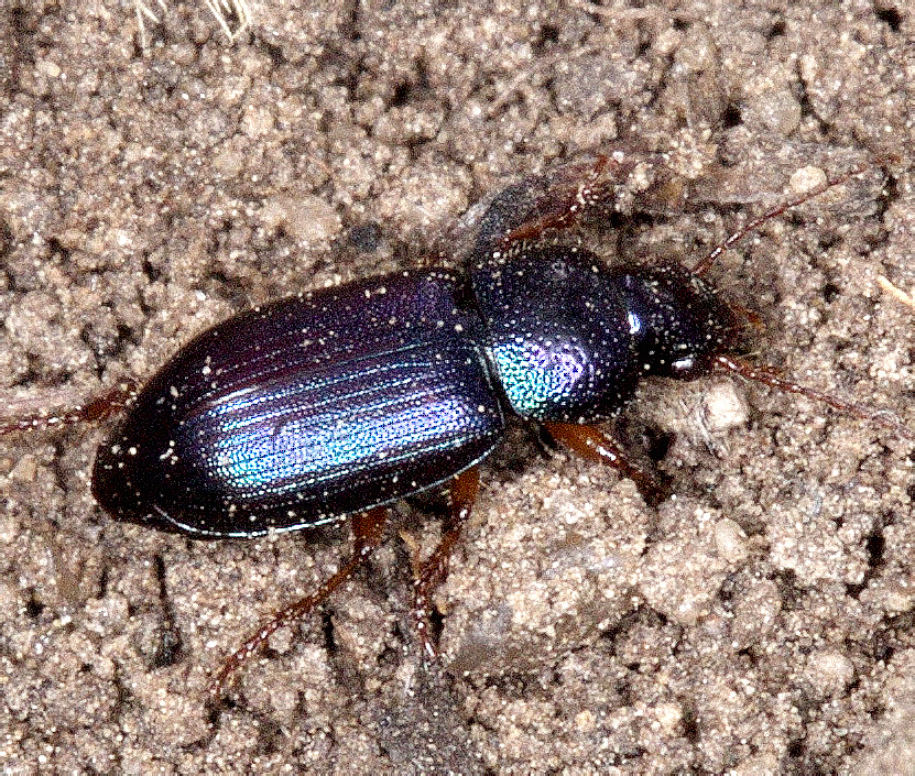 Ophonus minimus Motschulsky, 1845