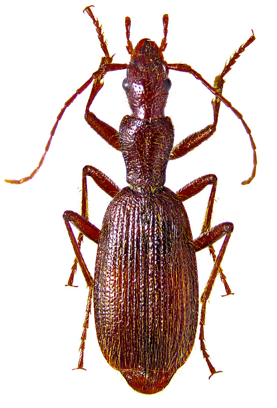 Petrimagnia horricoma Kryzhanovskij & Mikhailov, 1971