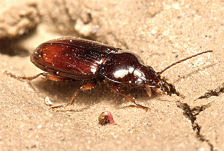 Pogonus (Pogonoidius) cumanus Lutshnik, 1916