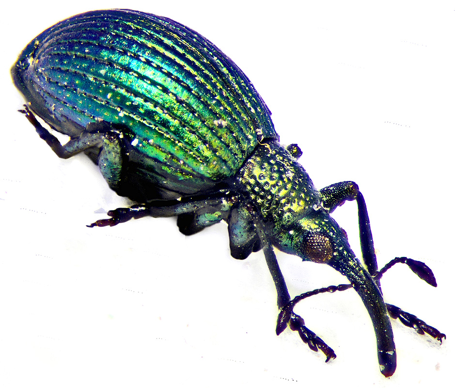 Pseudoprotapion astragali (Paykull, 1800)
