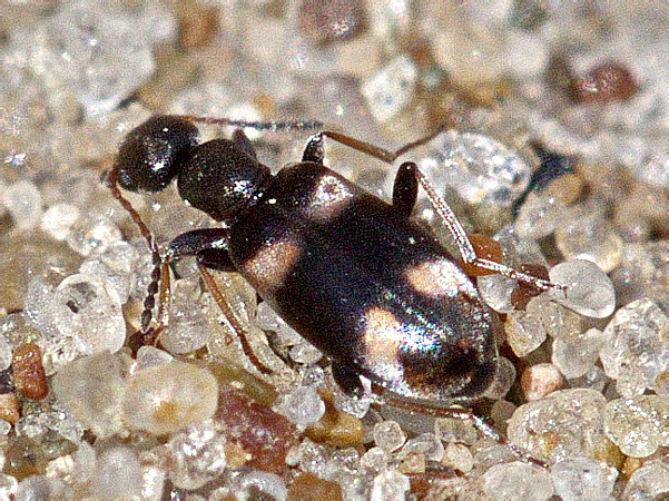 Stricticomus pr. transversalis (Villa et Villa, 1833)